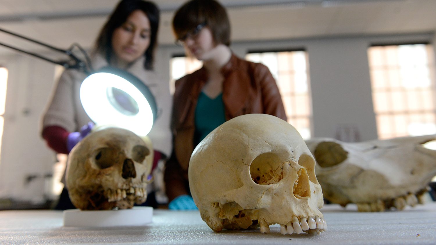 forensics lab with skulls