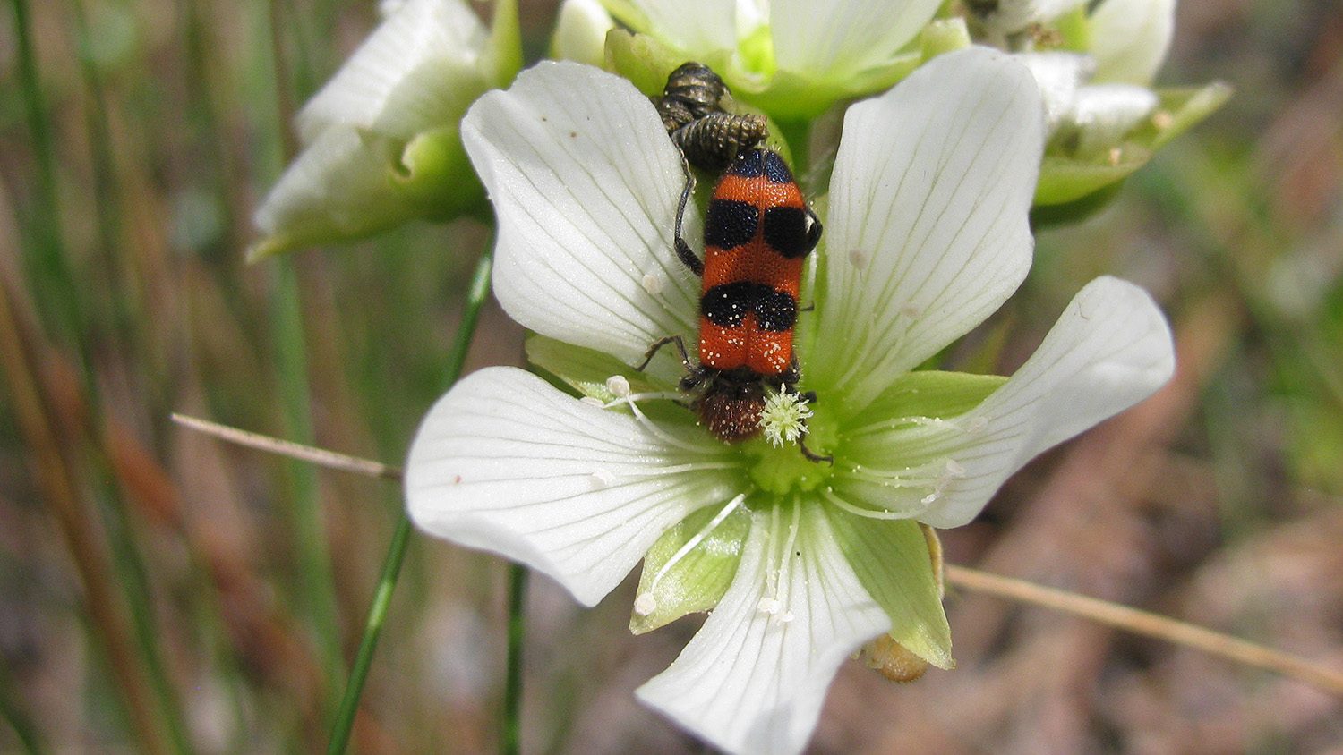 Venus flytrap