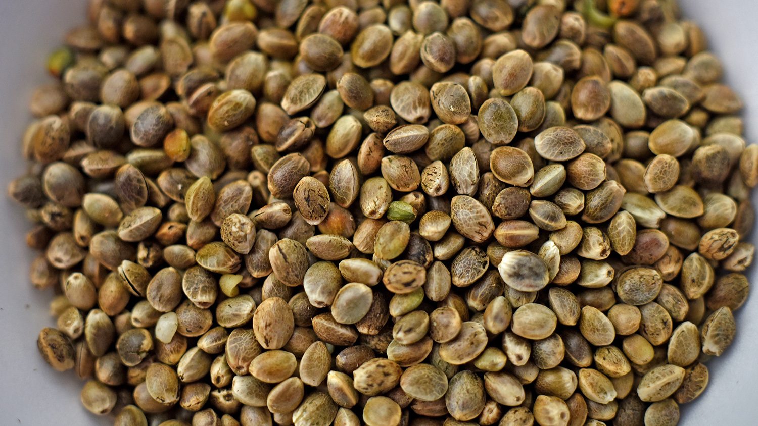 hemp seeds