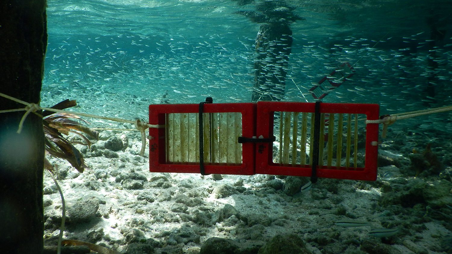 underwater photo of a box used to collect Trichoplax