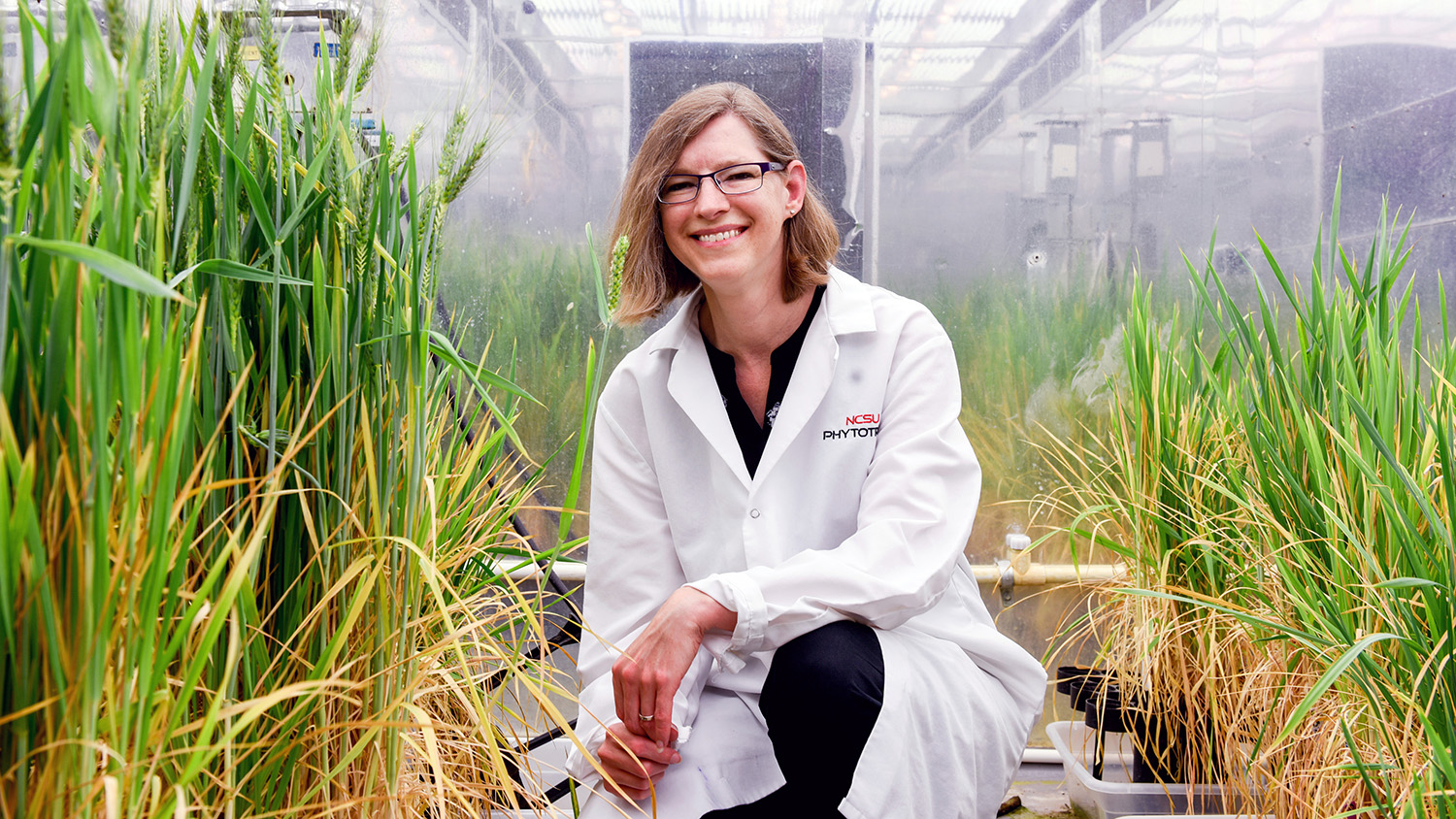 Crop Resilience is Focus of New Interdisciplinary Research | Chancellor ...