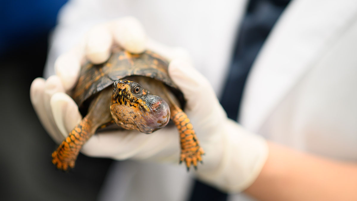 female box turtle with an aural abscess