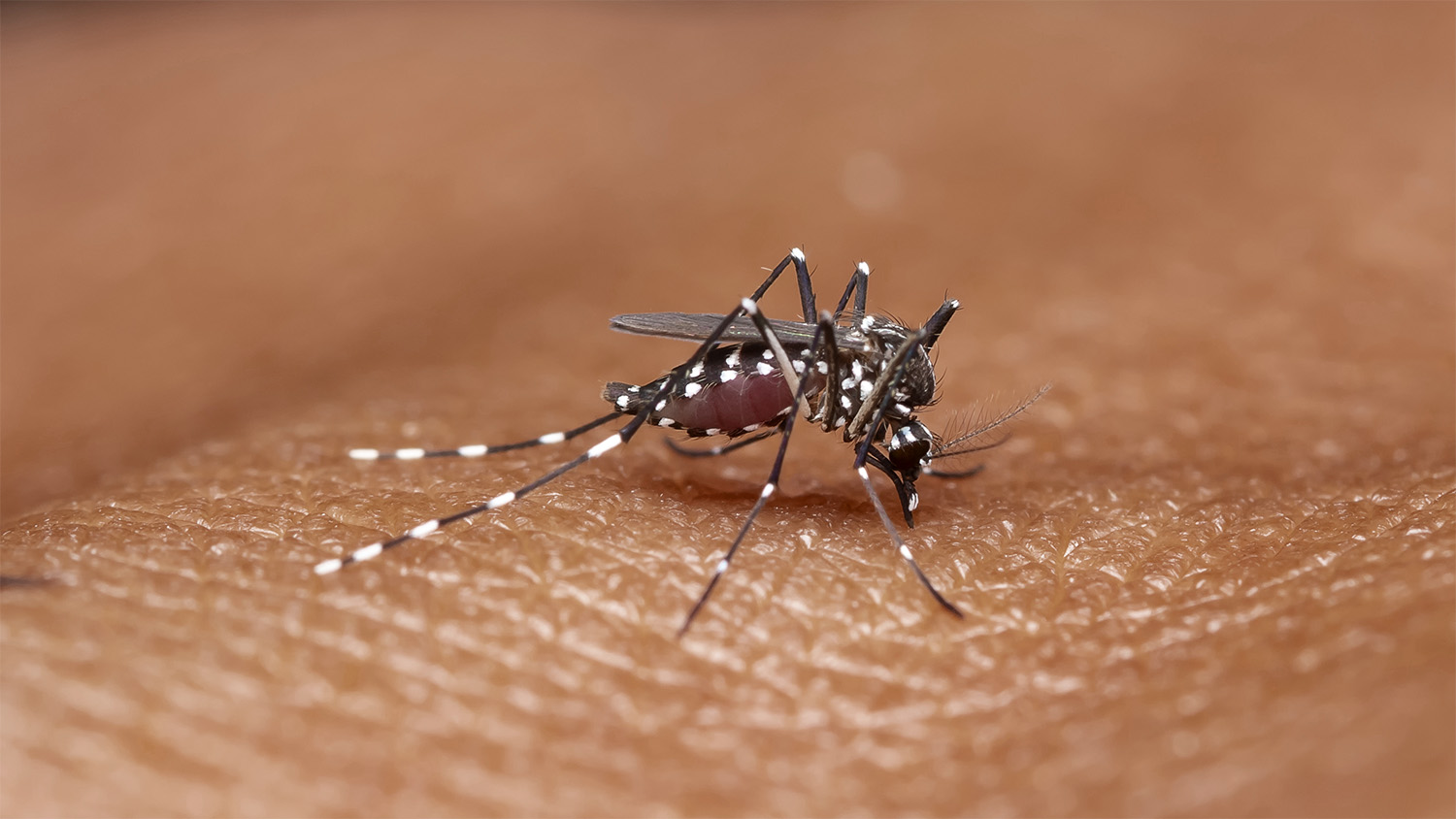 Close up image of an Anopheles mosquito against human skin.
